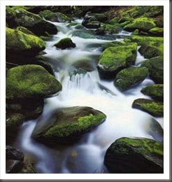 STREAM PHOTO 2