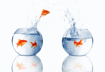 fish_leap